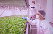 Planet Farms amplia la gamma Yummix di insalate da vertical farm